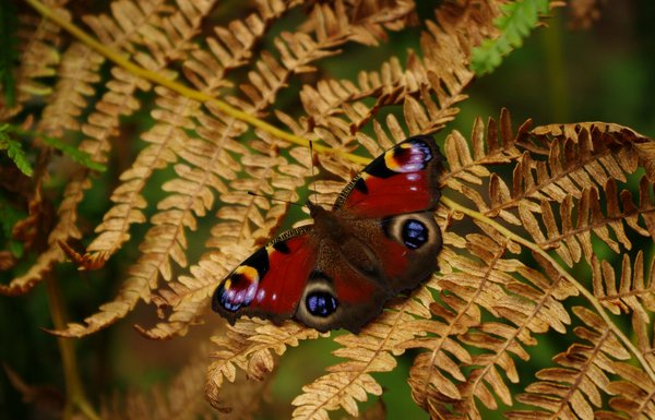 Flutterby