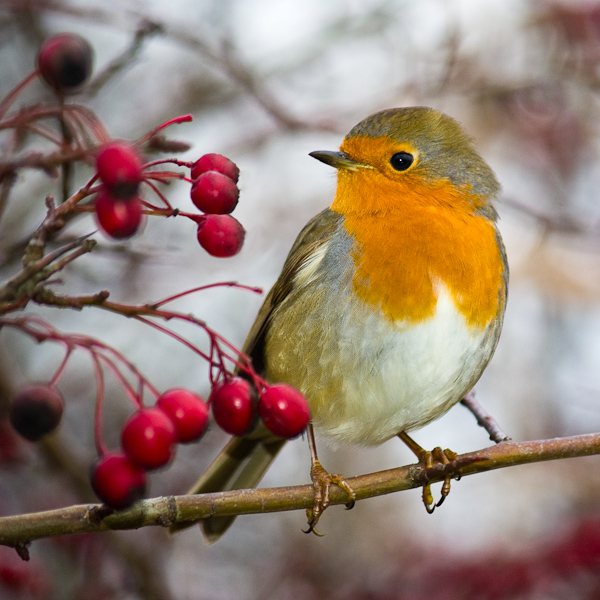 Friendly Robin