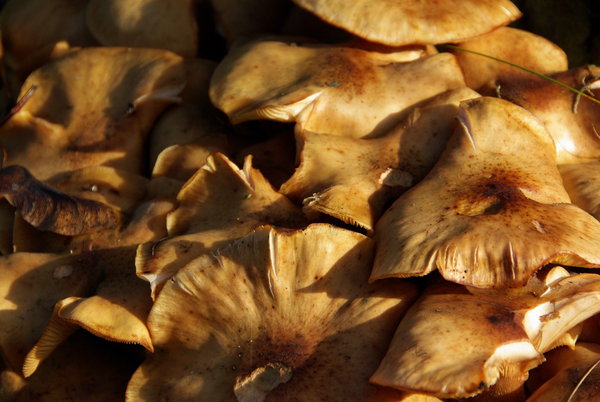 fungus
