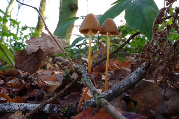 Help, with Burnt out sky please._Panaeolus foenisecii