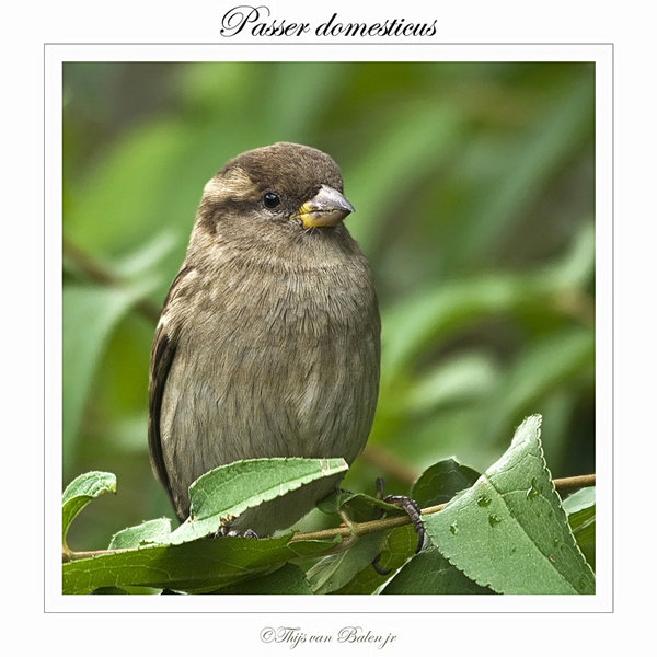 House Sparrow (Passer domesticus)