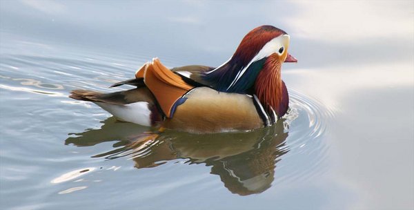 Mandarin Duck