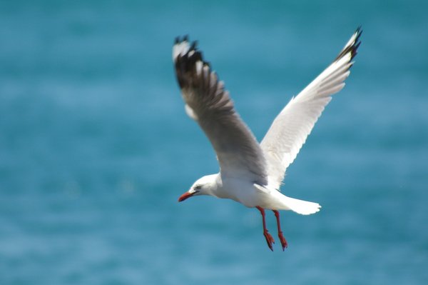 On the wing