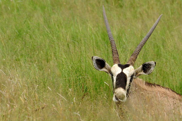 Oryx II