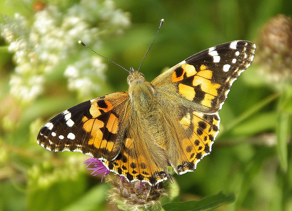 Painted Lady - (Cynthia cardui)