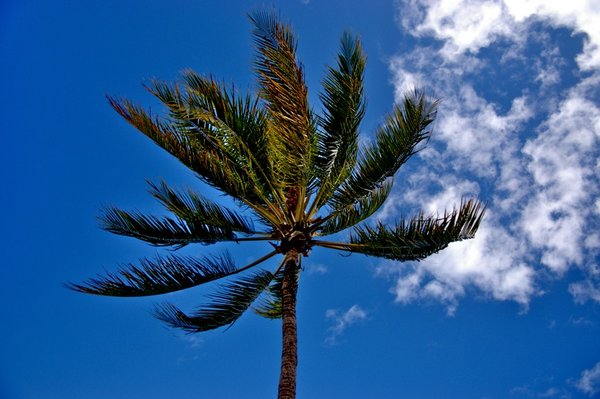 Palm Cove