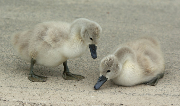 Pecking Order