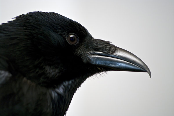 Portrait of a raven