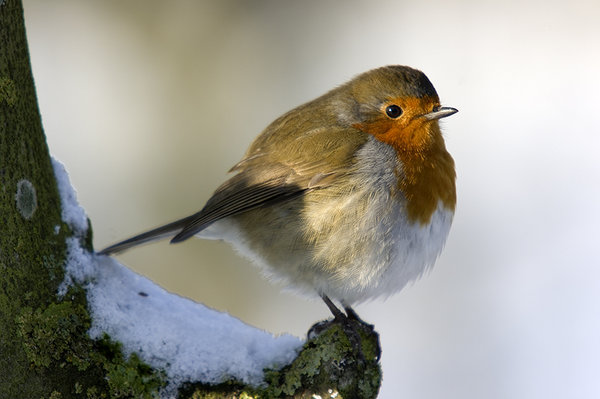 Robin