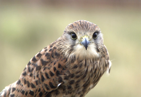 Shiny Beak - Piercing Eyes......
