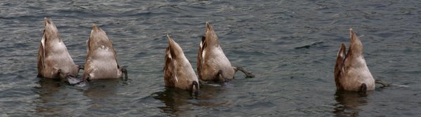 signets at work