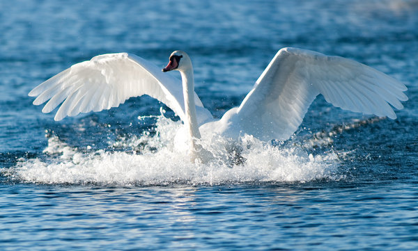 Soft Landing