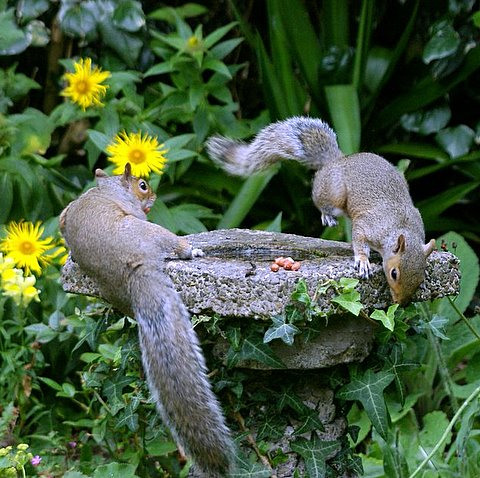 Squirrel squabblers