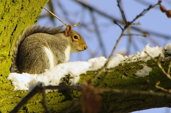 SQUIRREL