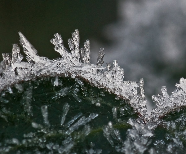 This morning's frost