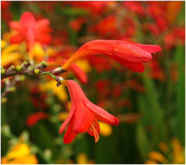 Warmth of Summer