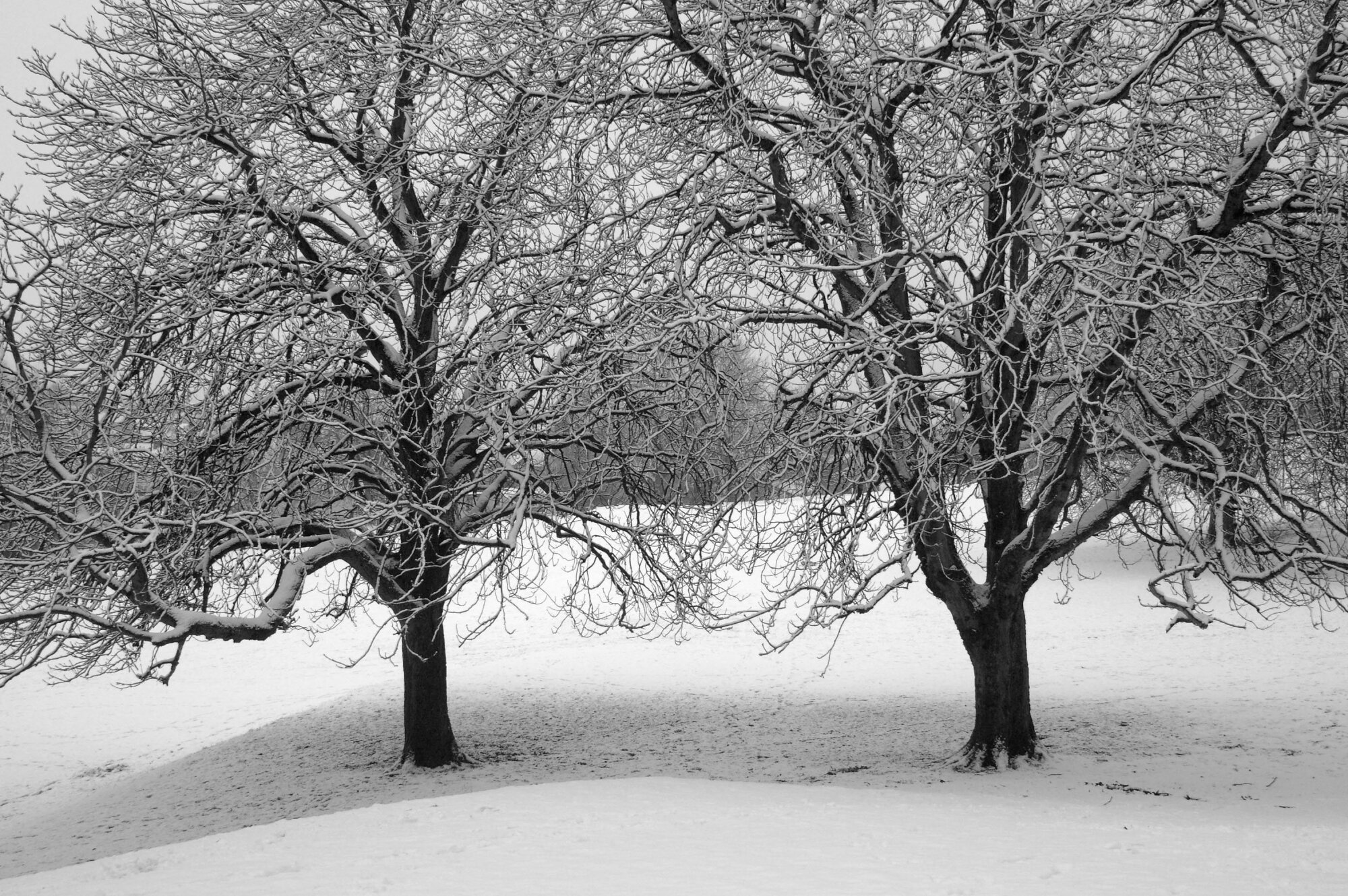 Bare Winter Trees