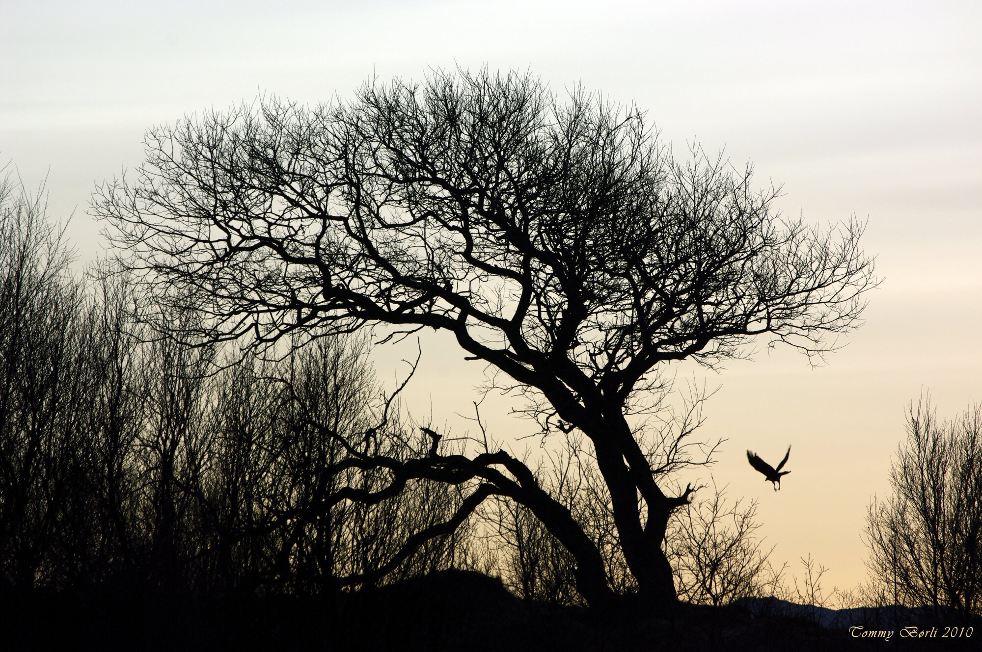 Crowtree