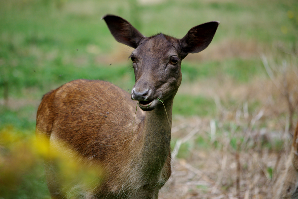 Deer