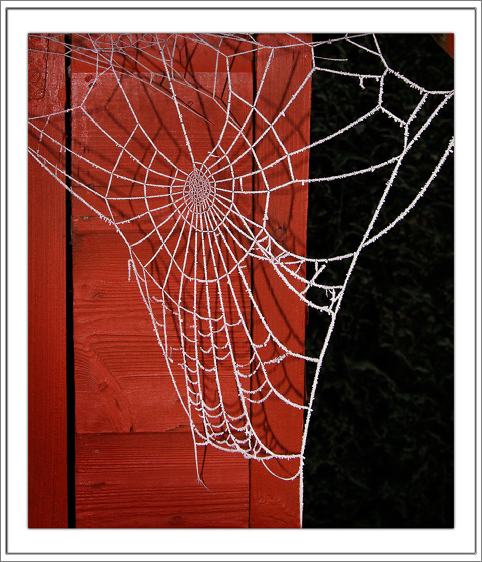 Frozen web