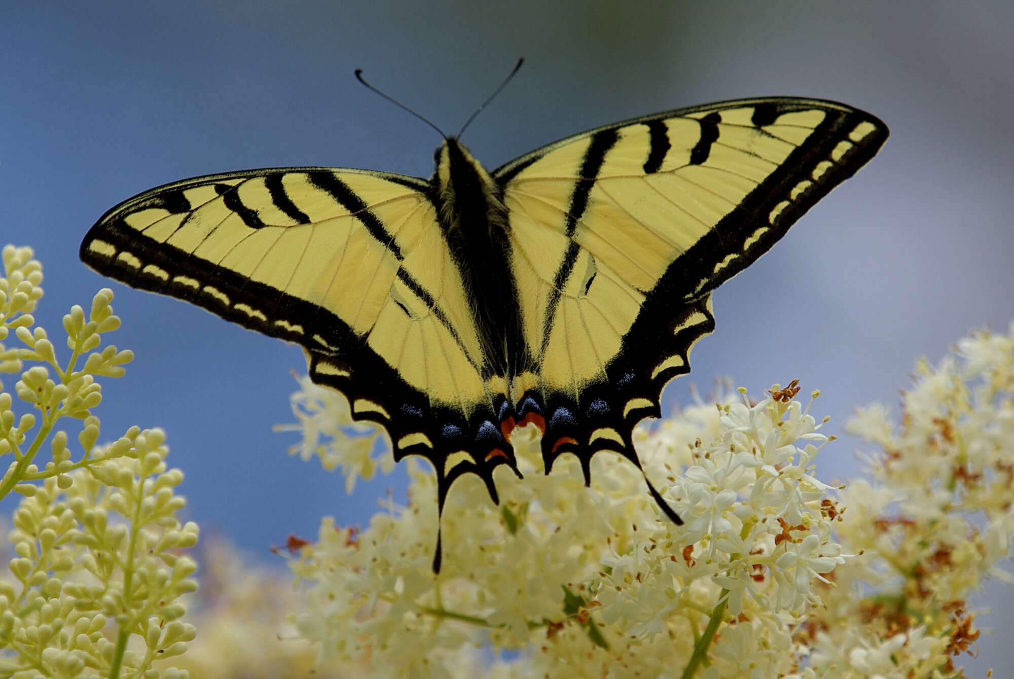 Giant Swallow-tail