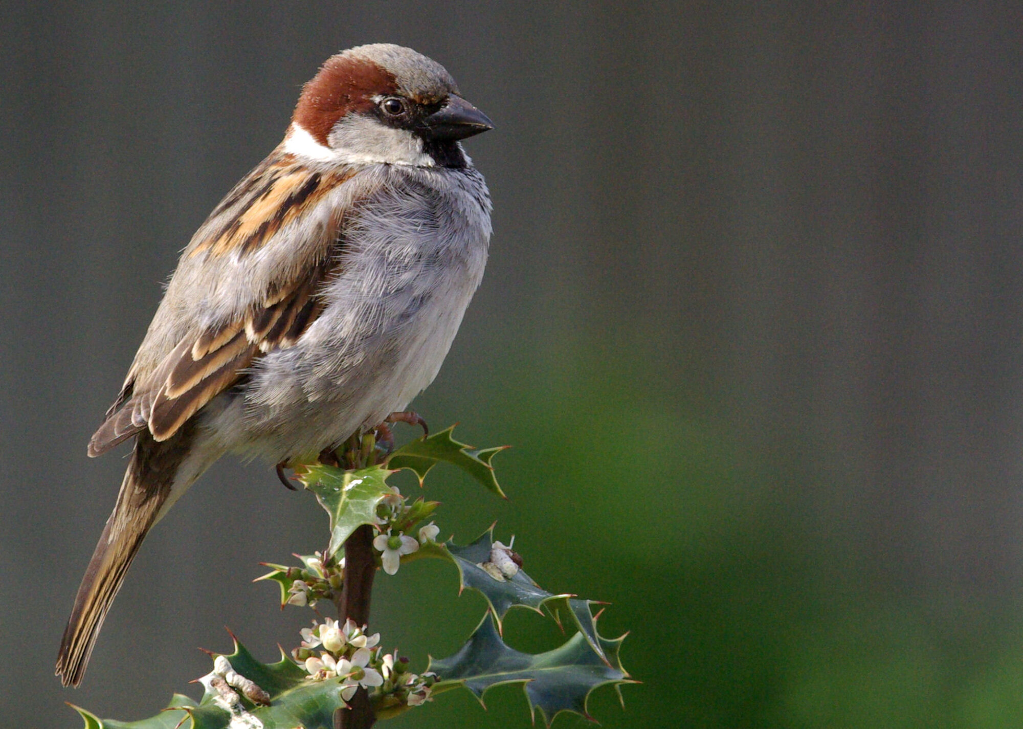 House Sparrow