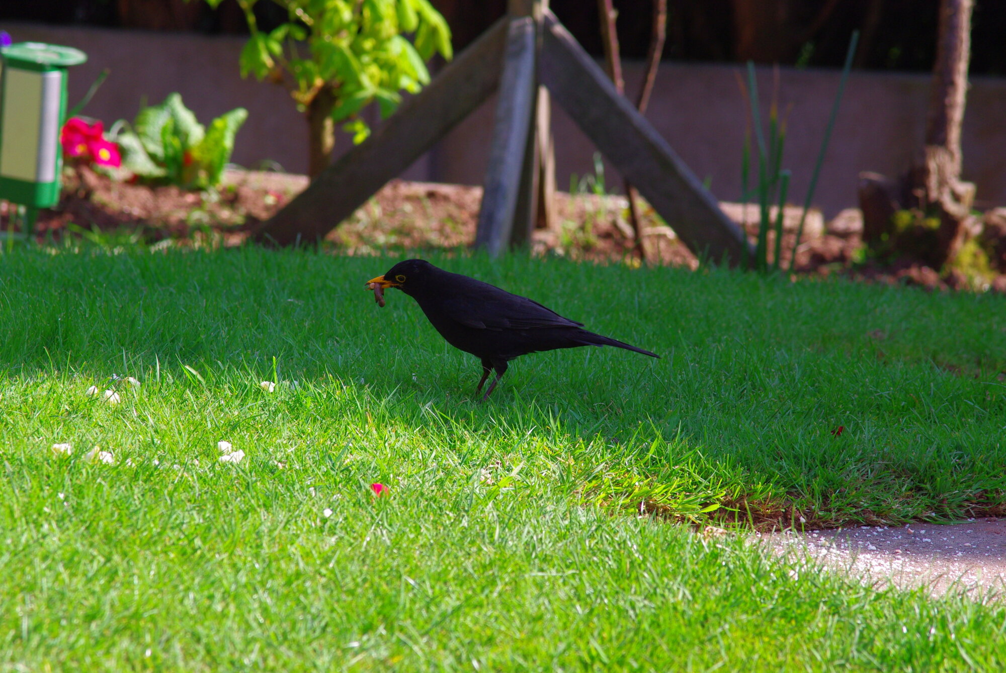 Hungry Blackbird