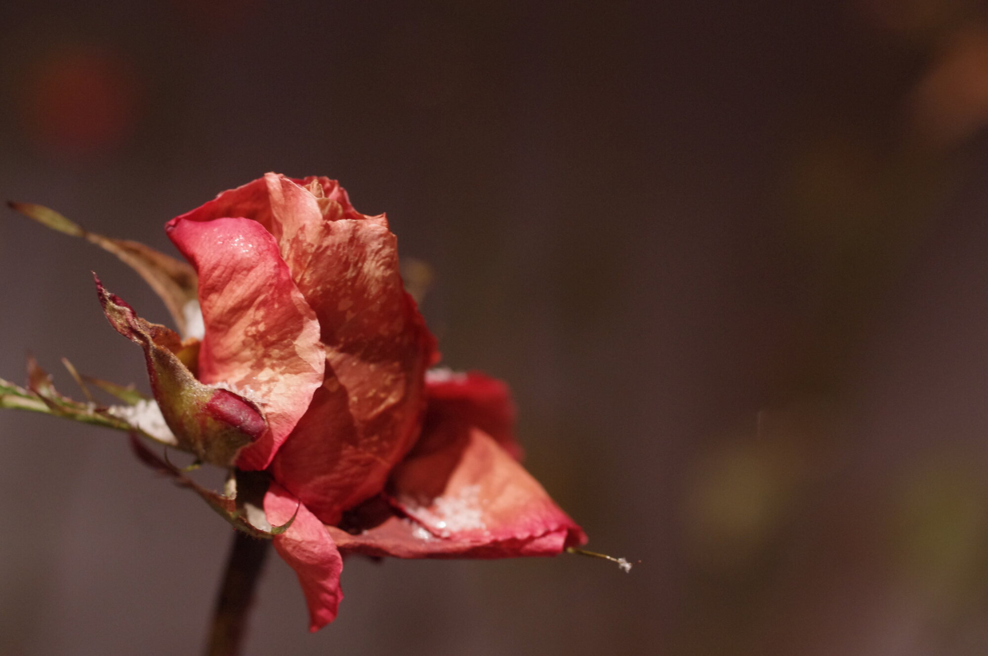 Last Red Rose