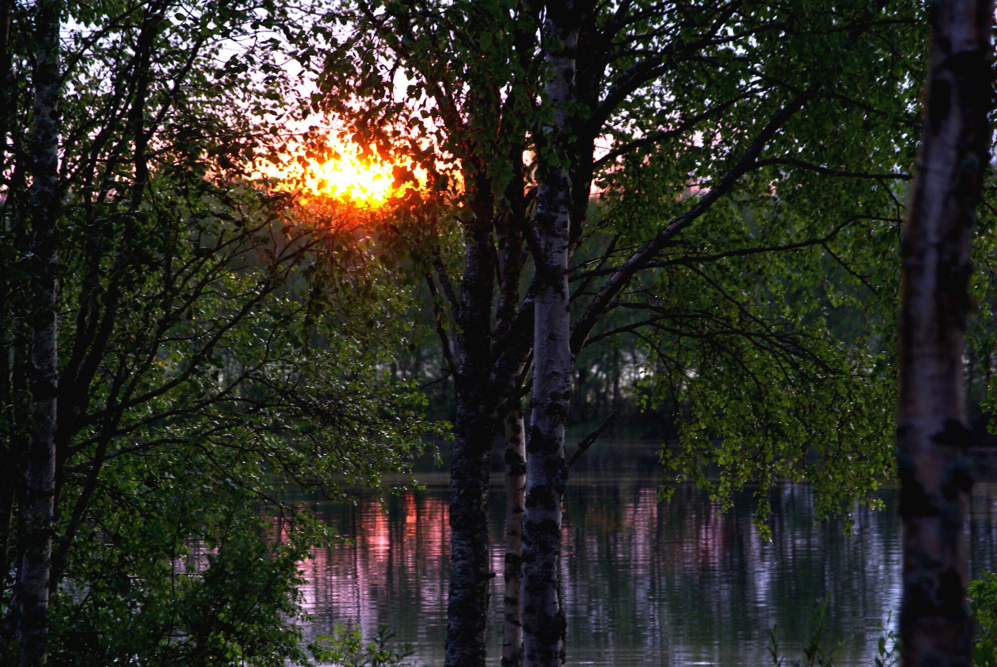 Sunset in a birch forest