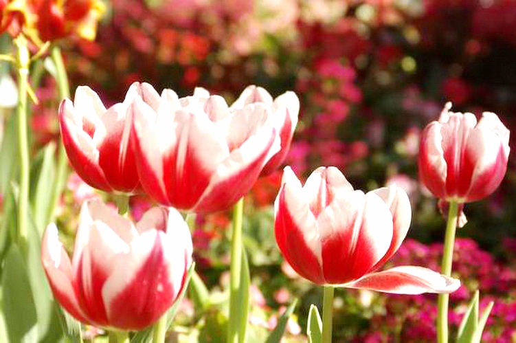 Chiangmai Thailand January 3,2010-Tulip