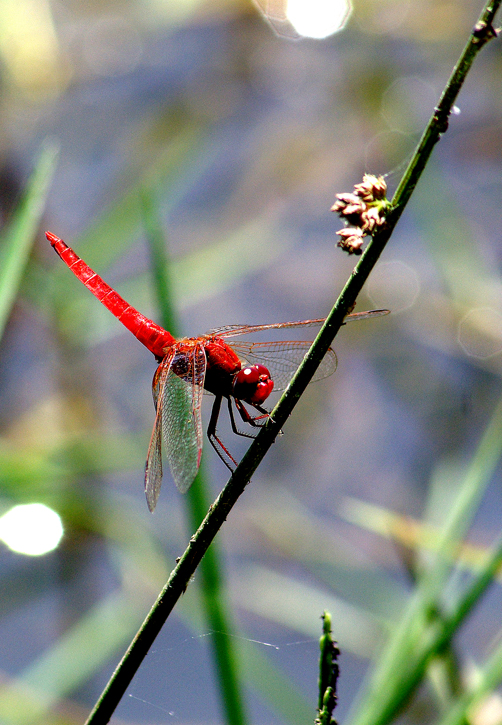 Dragon fly