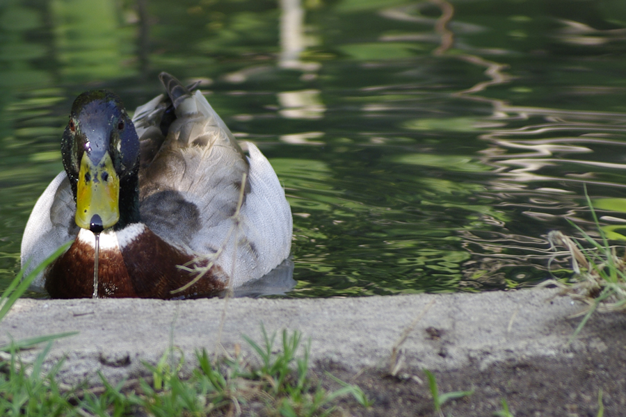 duck