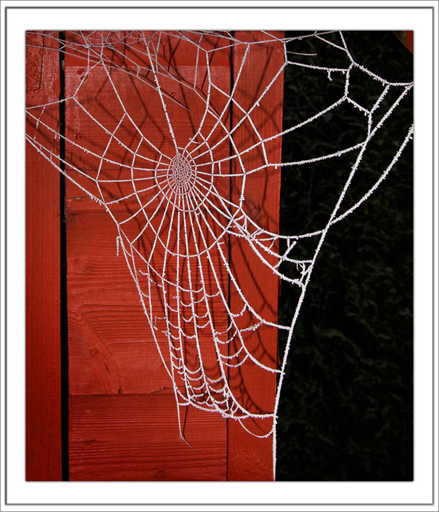 Frozen web