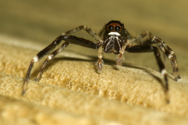 Jumping Spider - Trite auricoma