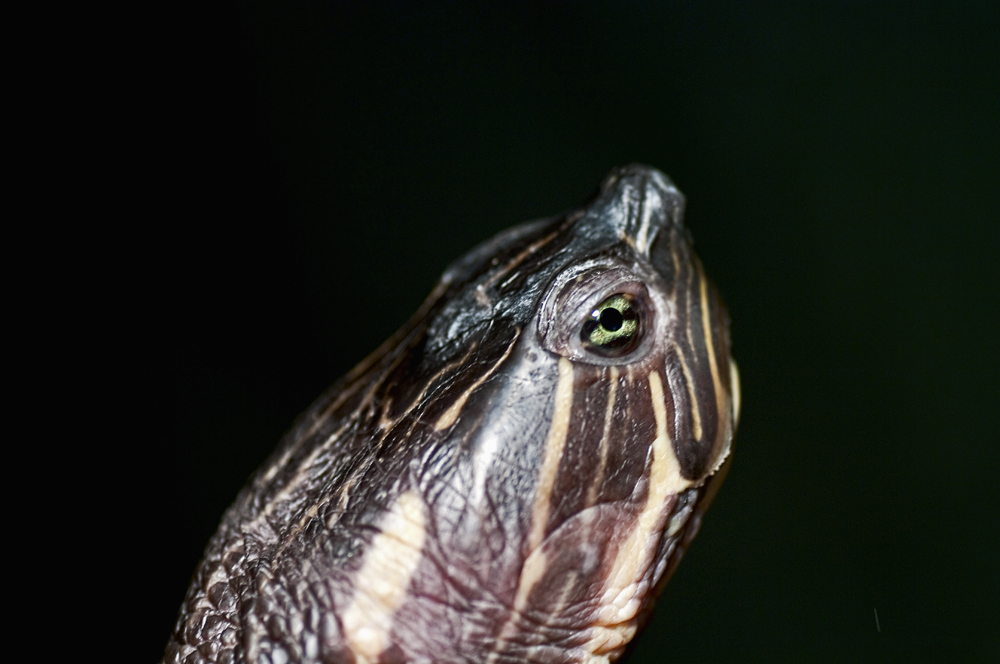 Portrait of a water turtle