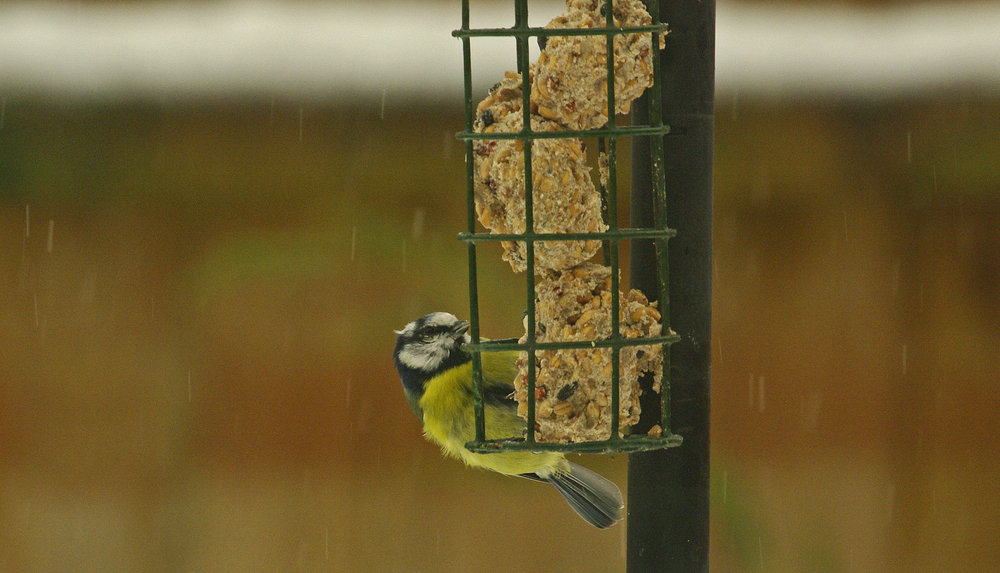 SCRAPPY BLUE TIT IN SNOWSTORM