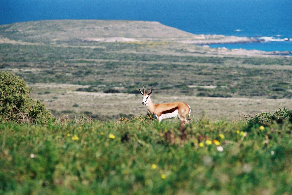 Springbok