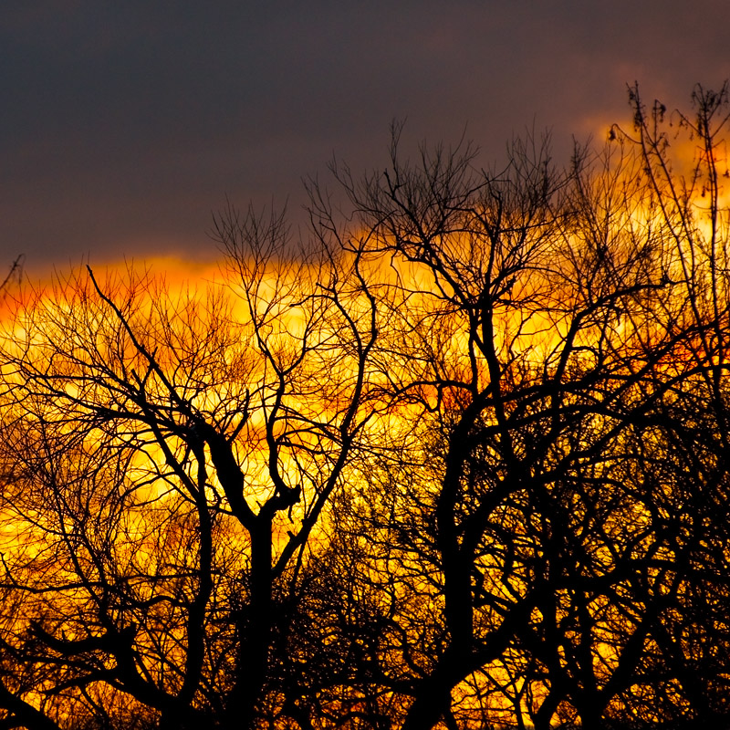Sunset behind trees