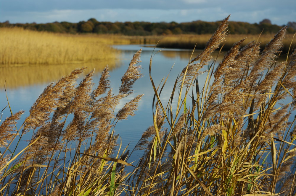 View through the reed beds Snape maltings