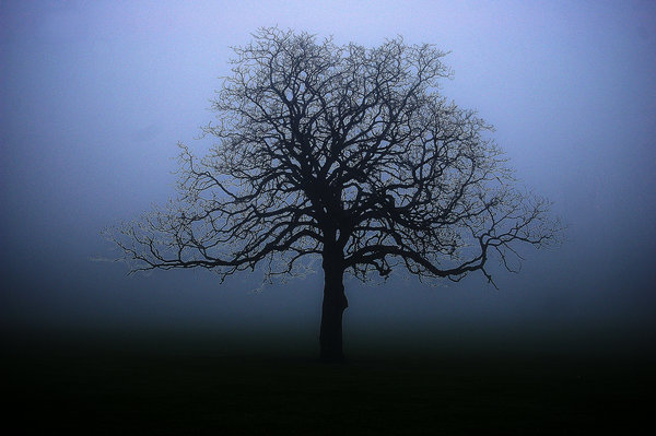 Alone in the Fog.