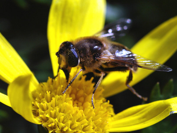 Bee at Work
