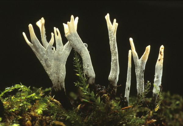 Candle snuff fungus.