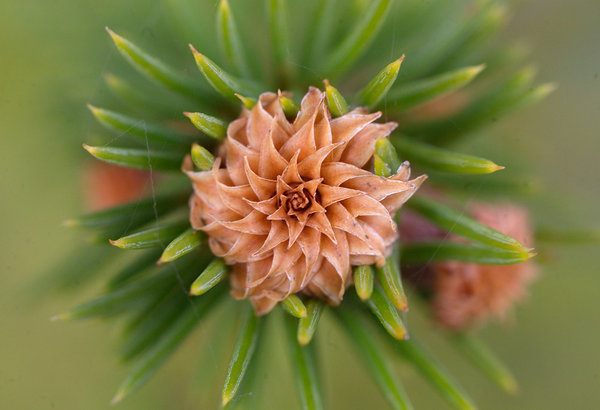 Christmas tree flower