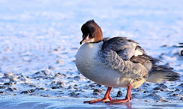 Cold feet