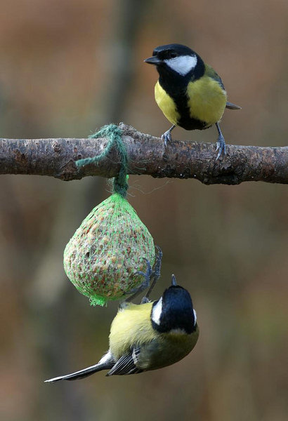 Great Tits