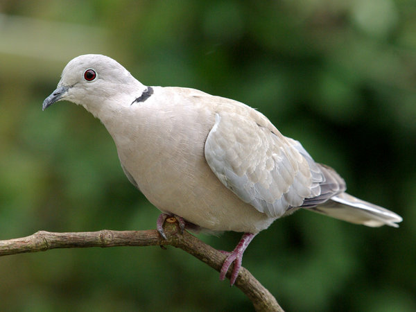 Collared Dove