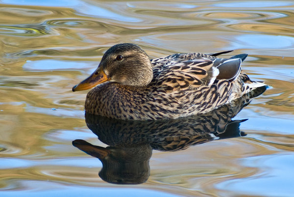 Justa Duck