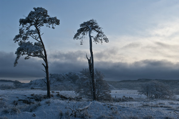 Dunard fort in between two pine trees