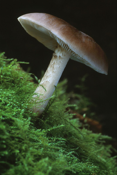 Fawn Pluteus.