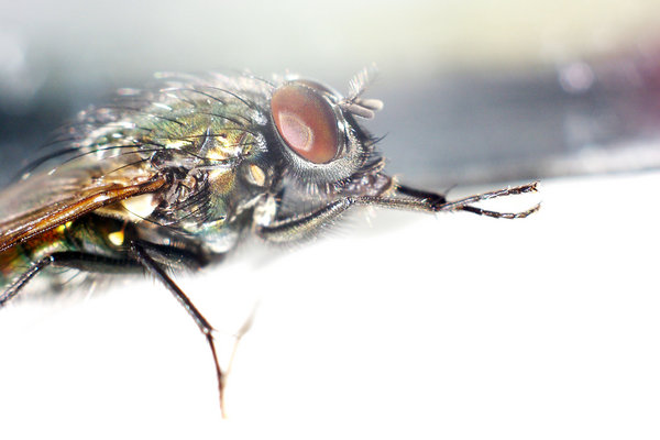 first macro attempt